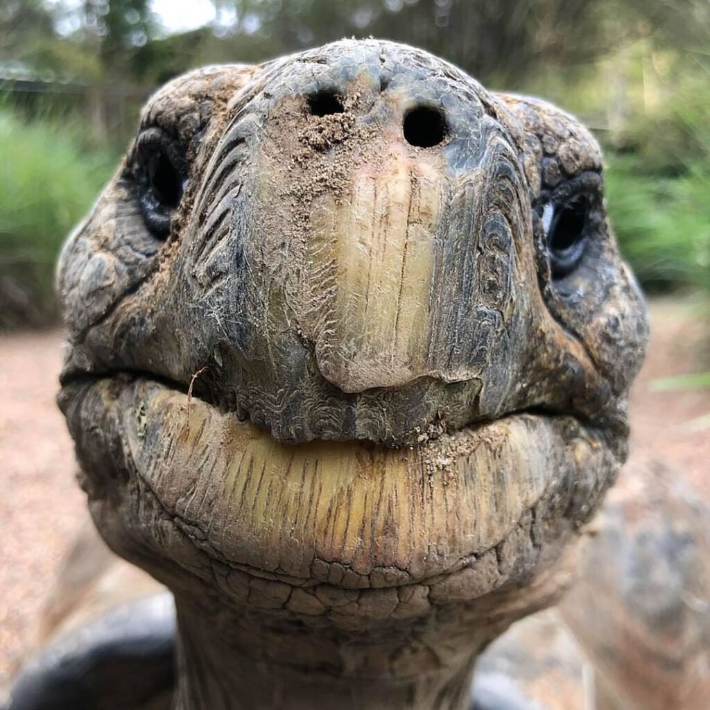 Hugo Turtle turns 118 years today