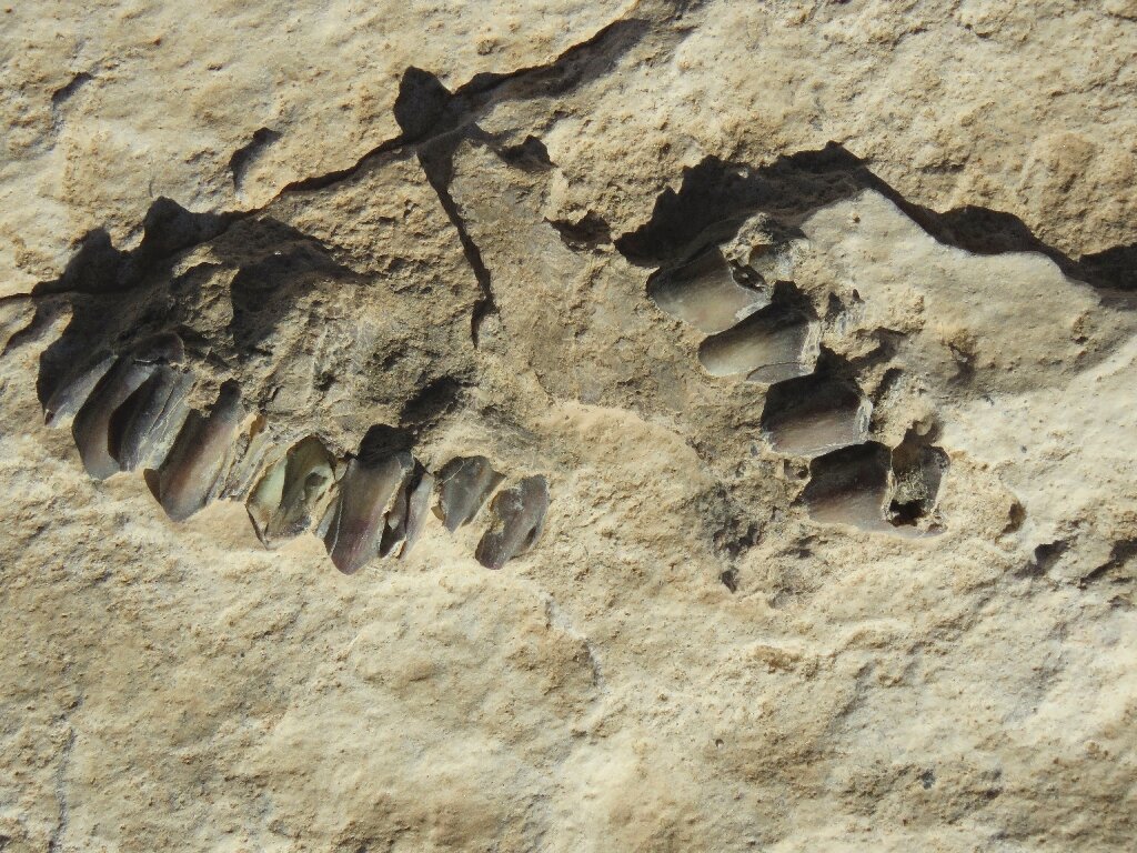120,000-year-old and animal footprints found near Alathar Lake in Saudi Arabia