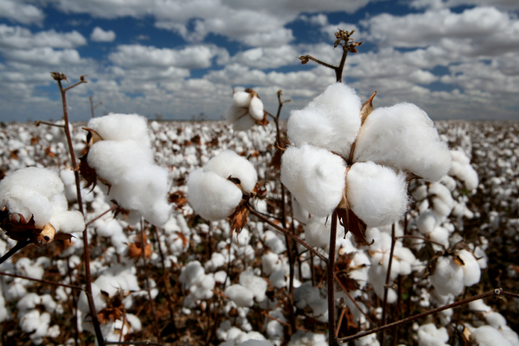 Pakistan experiences a 43% decline in cotton stockpiling