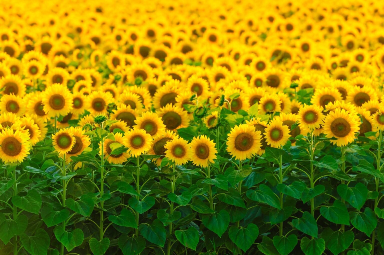 Govt backing required to Sindh Sunflower growers