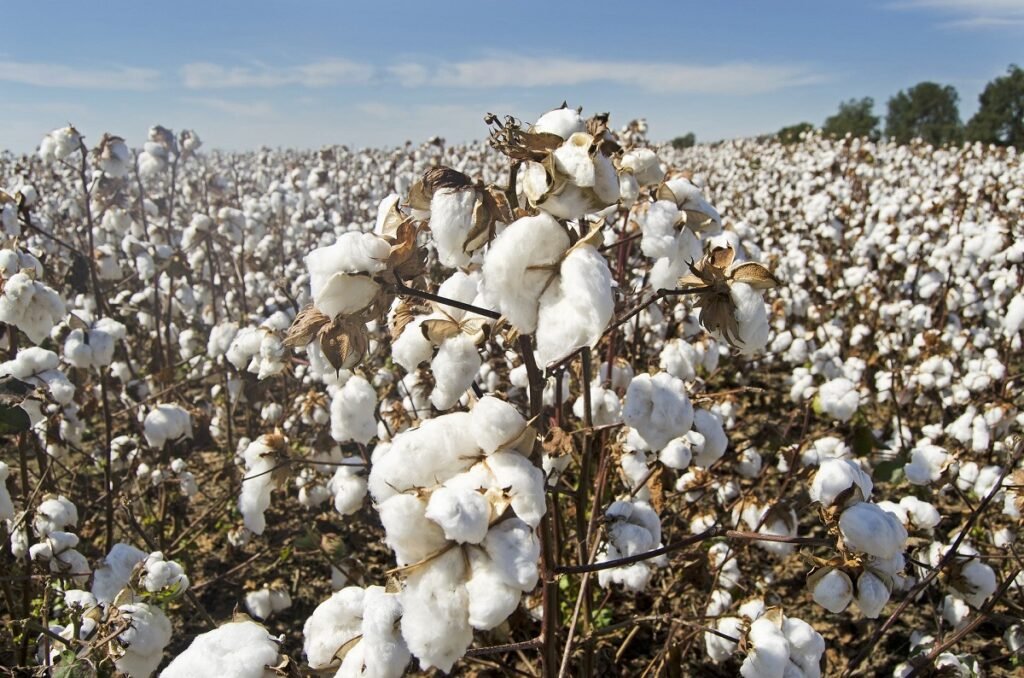 Govt considering to permit cotton import