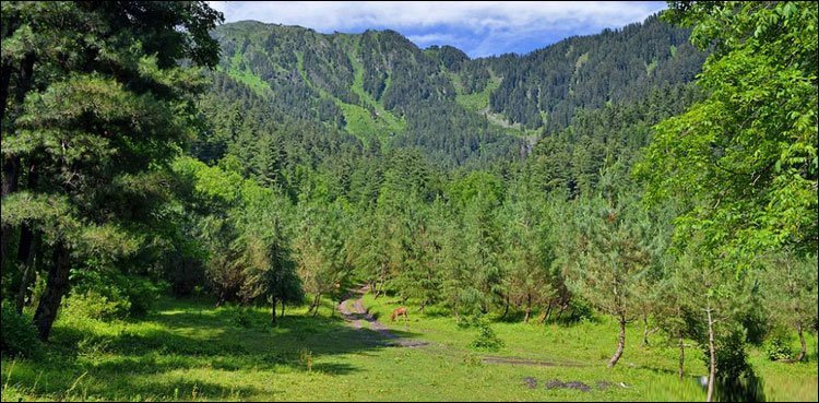 Brazil announces $125 billion forest fund to preserve rainforests: COP30 Brazil projects that the fund could generate funds for conservation, benefiting 74 forest-rich nations that meet the eligibility criteria.
