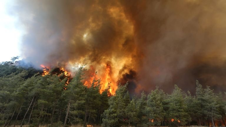 Swat forests burn as new flames spring up