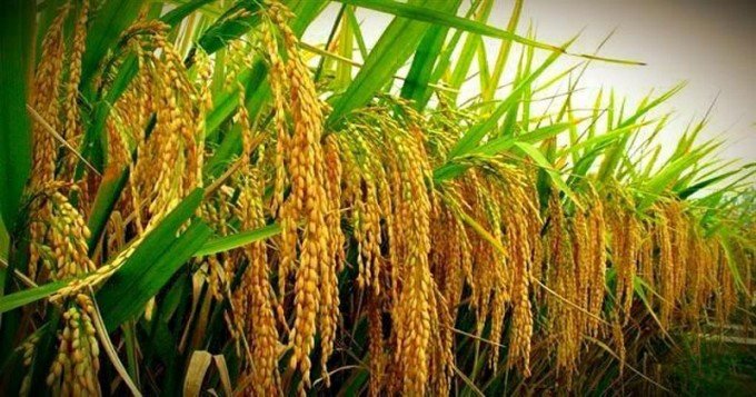 Bigger rice crop likely to drive up exports