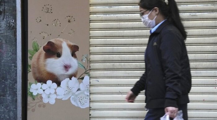 COVID transmissions: 2,000 Hamsters to be Slaughtered in Hong Kong