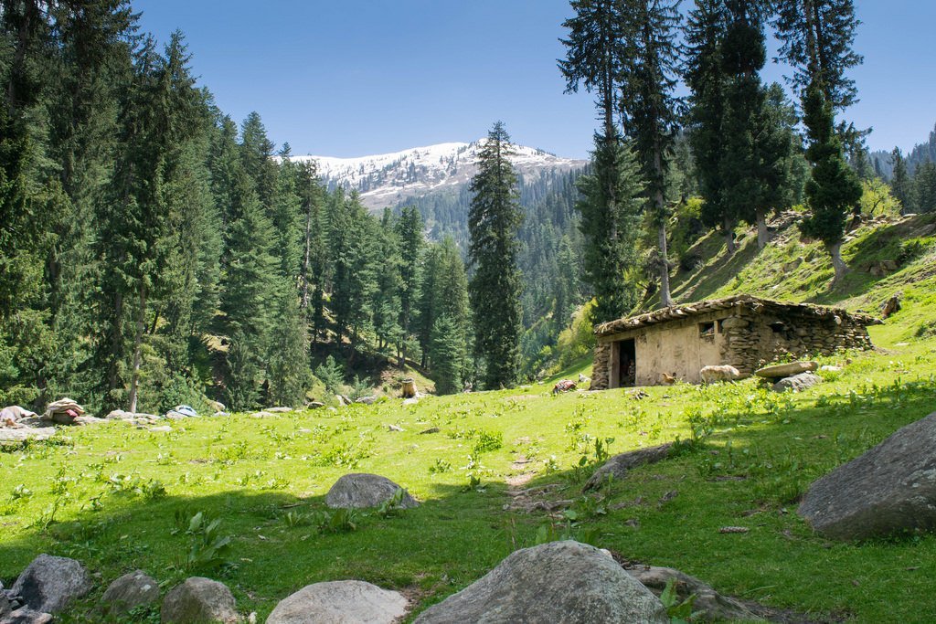 People setting fire to Hazara Forests will face punishment