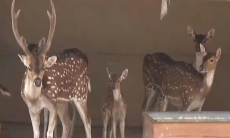 Peshawar Zoo Welcomes 30 Animals And 300 Young Birds