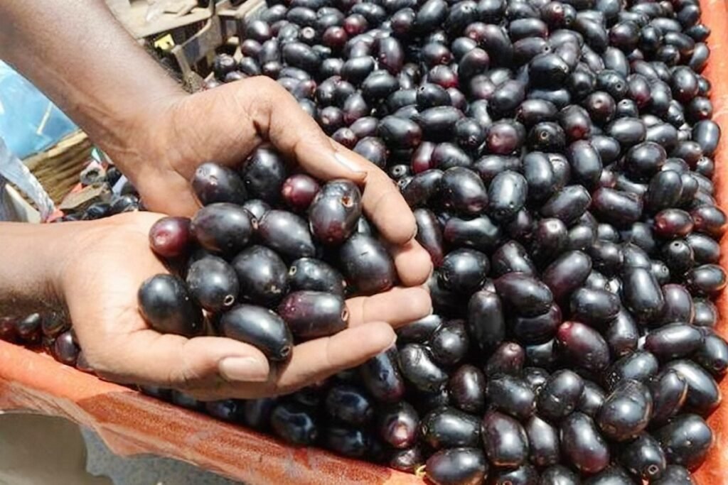 Jamun fruit cools down in Summer