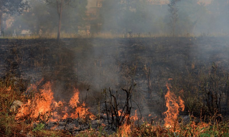 Officials Sleep While Forest Fires Burn In Islamabad