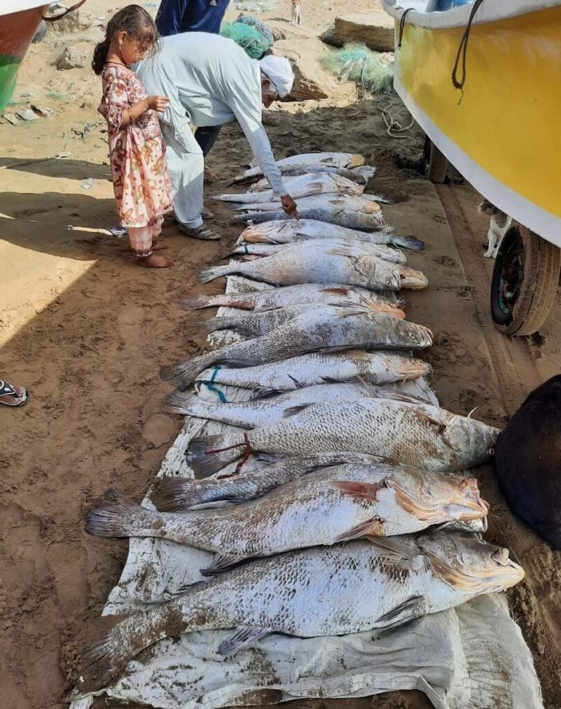 Lucky fisherman catches a valued catch of huge croakers