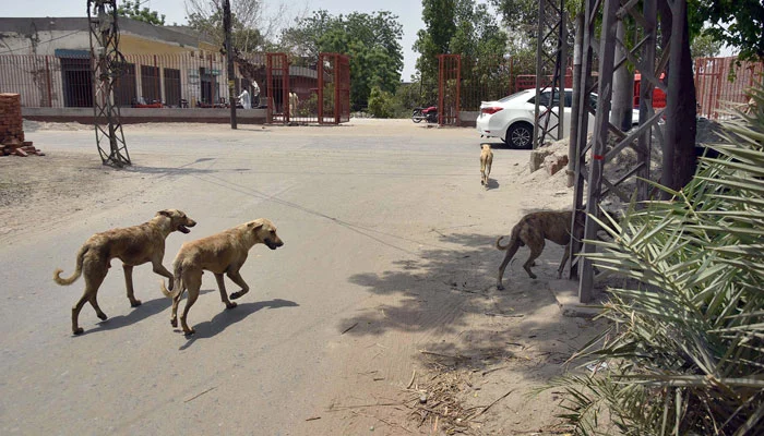 Female polio worker attacked by stray dogs in Layyah, Punjab