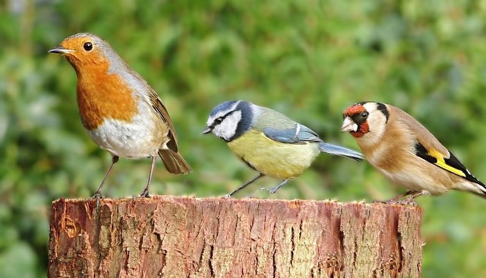 Should you feed birds in garden