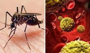 Islamabad reports fresh 68 dengue virus cases in the last 24 hours