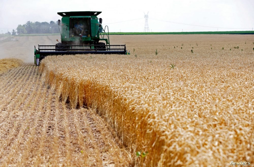 Wheat declines from 3-months high, Russia-Ukraine supply woes limit decline
