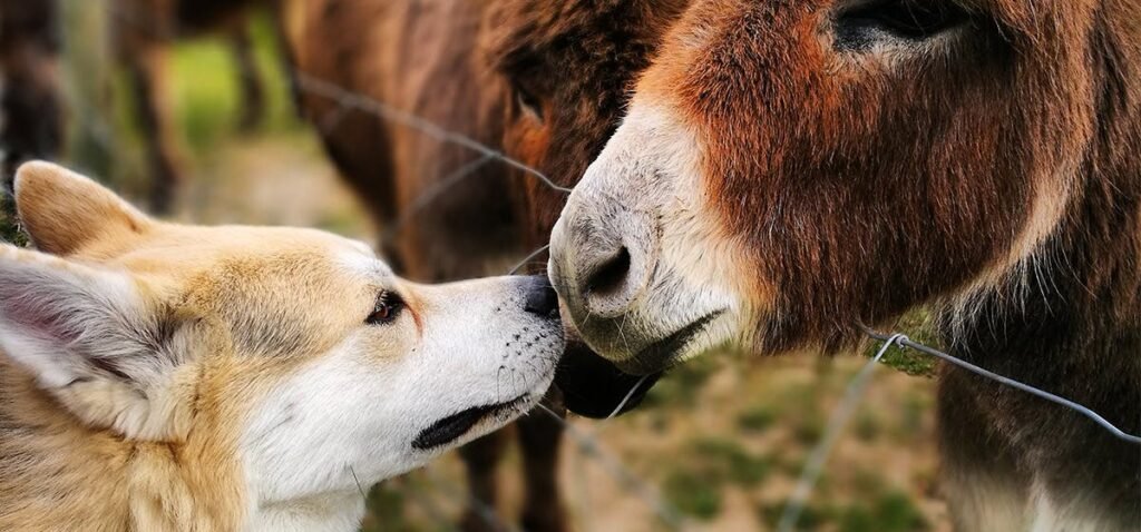 China Expressed interest in importing donkeys and dogs from Pakistan