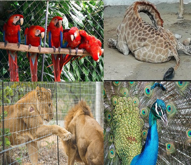 Bankrupted Peshawar Zoo offers birds and animals for adoption
