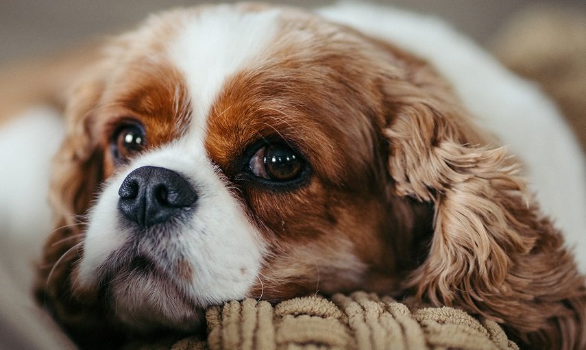 Dog sets room on fire after switching on hair dryer