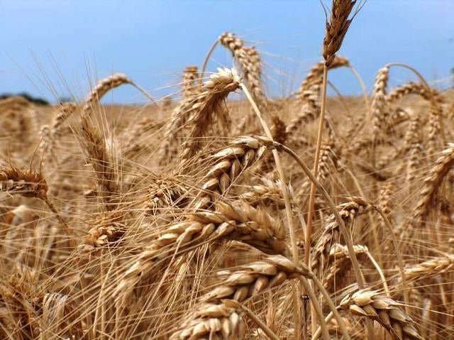 Wheat Scam: PM Shehbaz Sharif suspends MD and GM of PASSCO KP urges Punjab to lift wheat transport ban, warning of food insecurity, while PPP protests Punjab’s alleged seed supply halt.