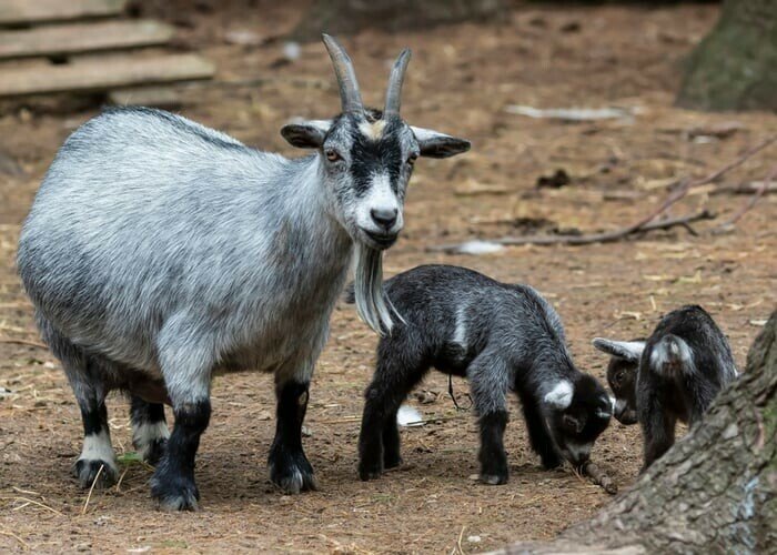 Former zoo director accused of serving pygmy goats for dinner in Mexico
