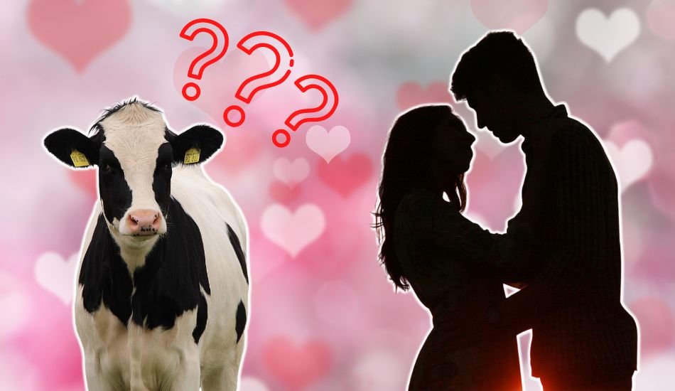 Valentine’s Day thing of past? Indian Govt says celebrate ‘Cow Hug Day’ on Feb 14