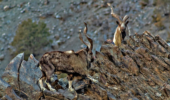 Markhor