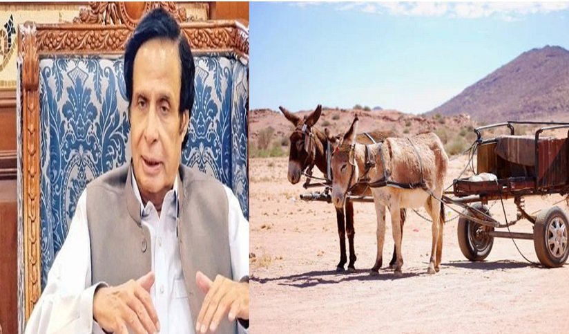 LHC turns down Ch. Pervaiz Elahi’s petition for change in his election symbol of donkey cart