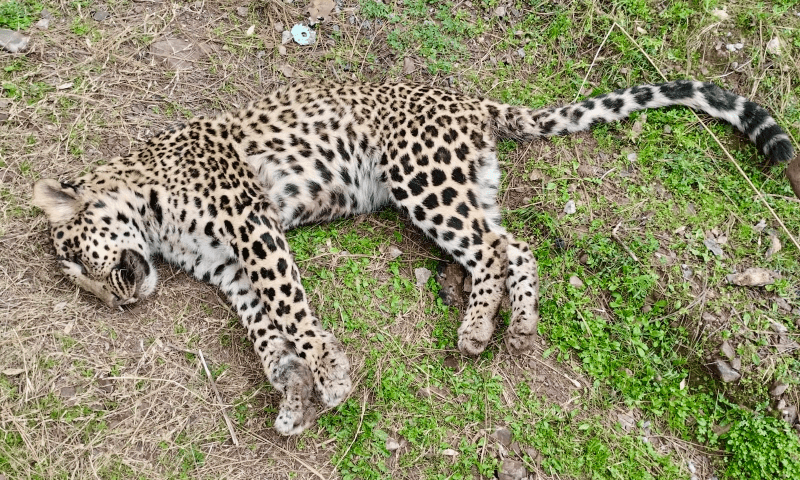 Leopard Found Dead, Hanging from Tree in AJK’s Haryala Area