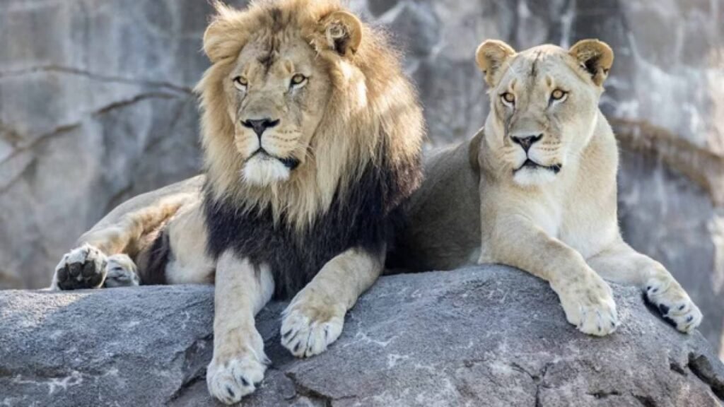 Eight-year-old girl injured in Lahore pet lioness attack, prompting arrests, wildlife seizure, and renewed calls for stricter enforcement.