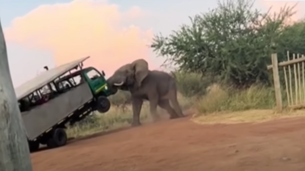 Bull Elephant Attacks Safari Truck in Pilanesberg National Park