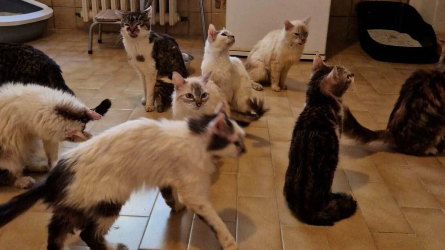 French Couple Sentenced for Keeping Animals in Inhumane Conditions