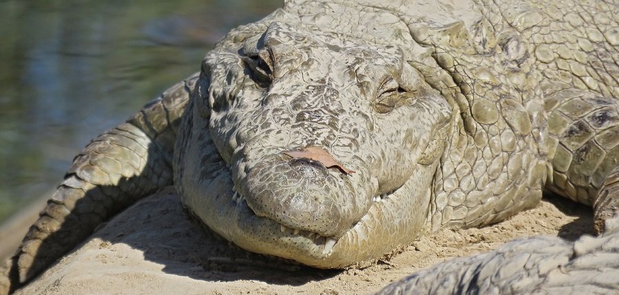 Pakistan’s marsh crocodiles falling victim to climate ravage