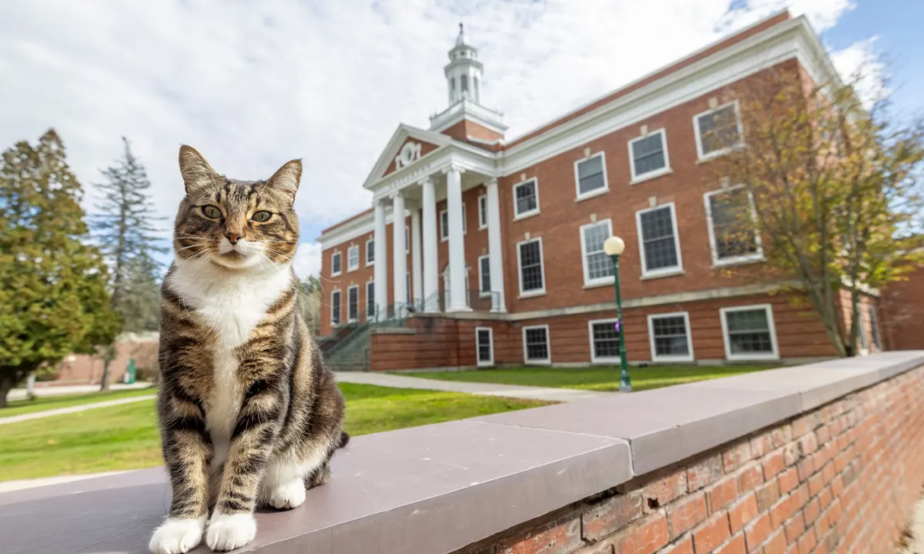 Max the Cat Receives Honorary Degree, Joins Elite Club of Achieving ‘Max’ Namesakes
