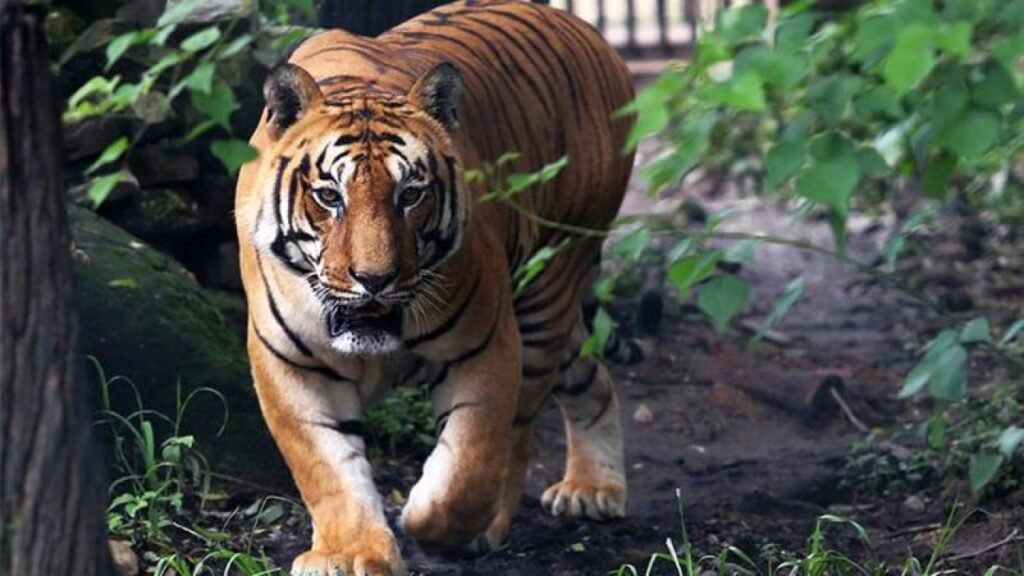 Karachi Zoo’s Final Bengal Tigress Passes Away