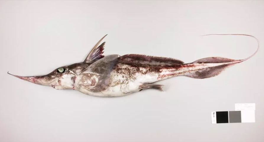 New Ghostly ‘Spookfish’ Species Found in New Zealand’s Deep Sea