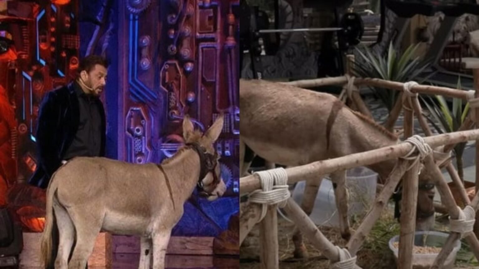 Chinese companies have applied for a license to start donkey meat export from Pakistan to China