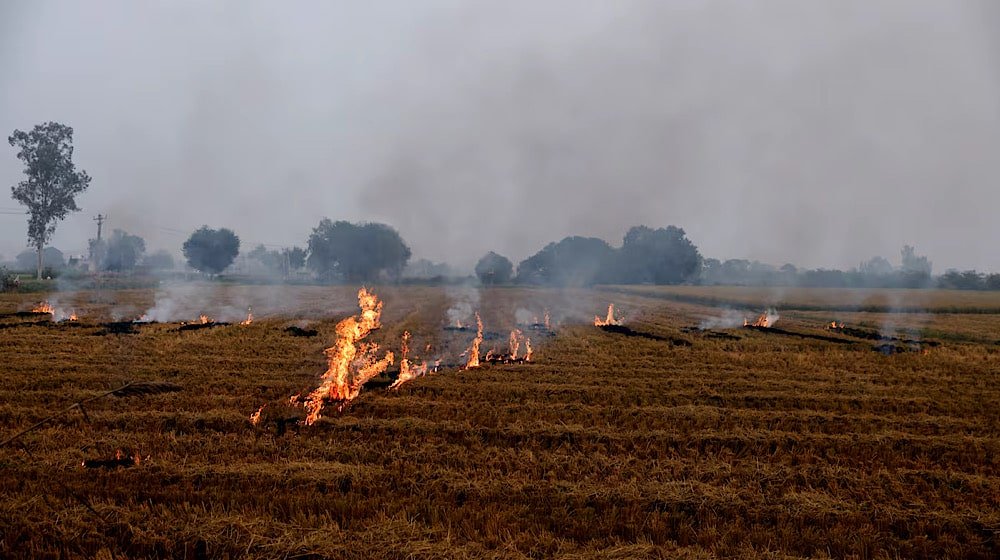 The Punjab government plans to arrest farmers implicated in stubble burning