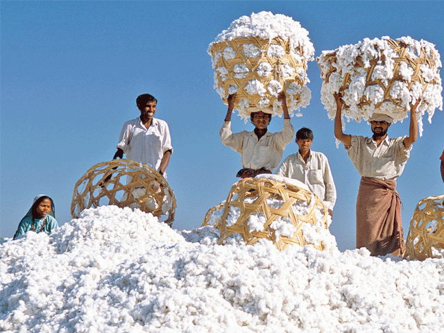 Pakistan Becomes Largest Importer of US Cotton
