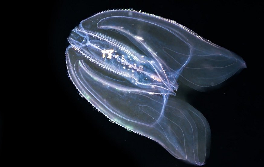 Comb jellyfish can reverse aging, Norway scientists reveal