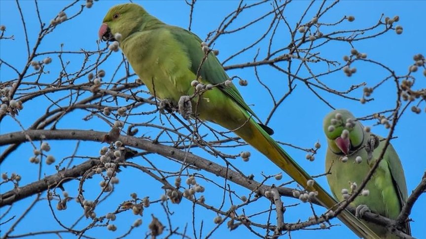Pakistan is in danger of losing one of its famed birds, the Alexandrine parrots