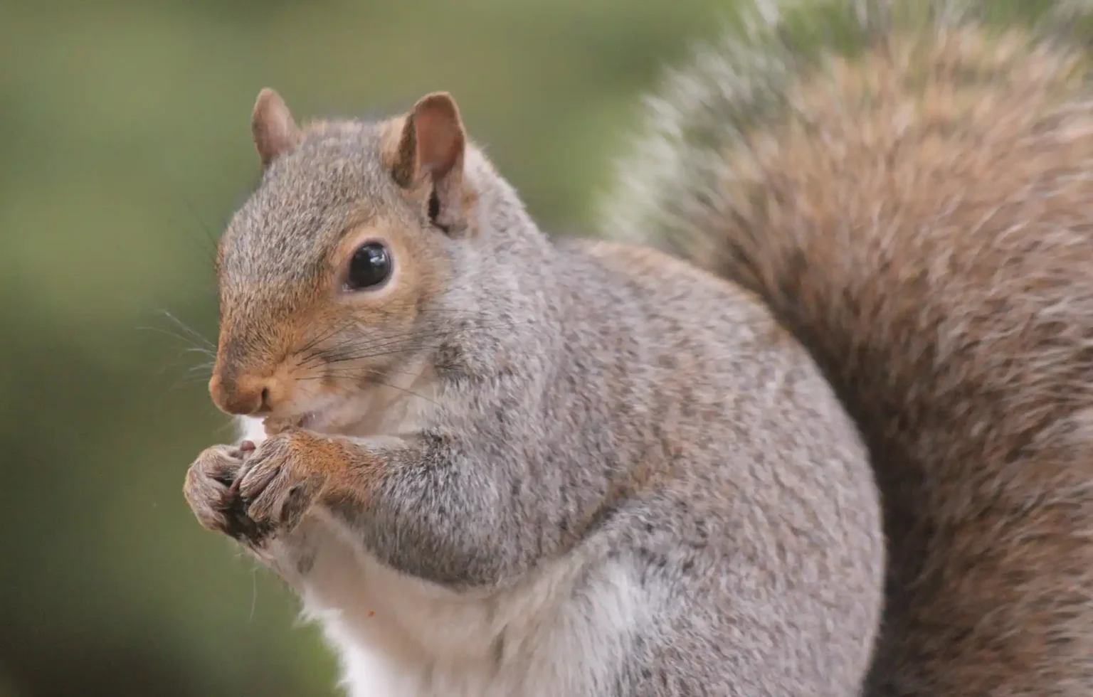 Study Unveils Predatory Behavior in California Ground Squirrels