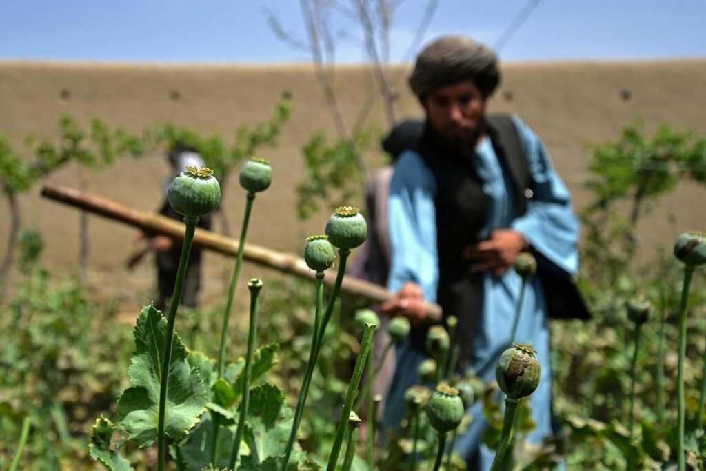 Over 100 Arrested in Afghanistan for Defying Taliban’s Poppy Ban
