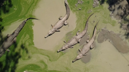 Crocodile Farming Takes Root in Pakistan: A New Industry Emerges