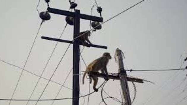 Sri Lanka Struck by Island-Wide Blackout After Monkey Interferes with Power Grid