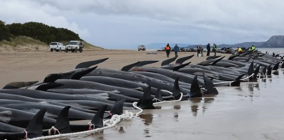 Over 150 false killer whales stranded on a remote beach in australia