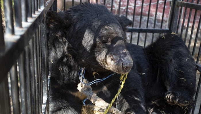 Injured Bear Rescued from Illegal fight with dogs in Punjab’s Sargodha