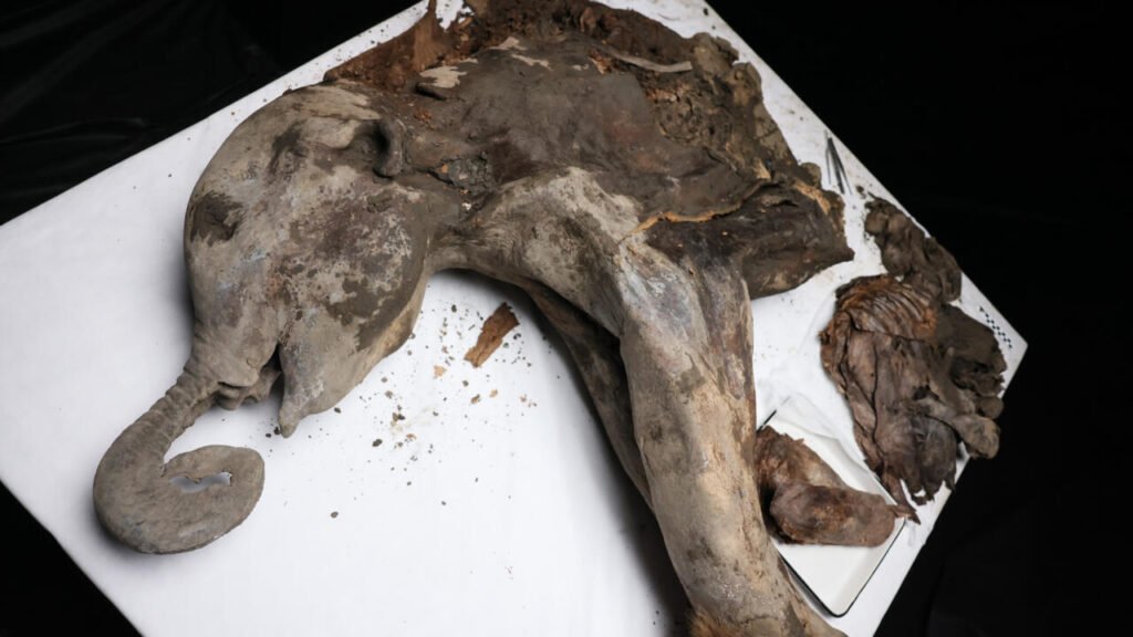 130,000-Year-Old Baby Mammoth ‘Yana’ Undergoes Dissection, Revealing Secrets of the Past