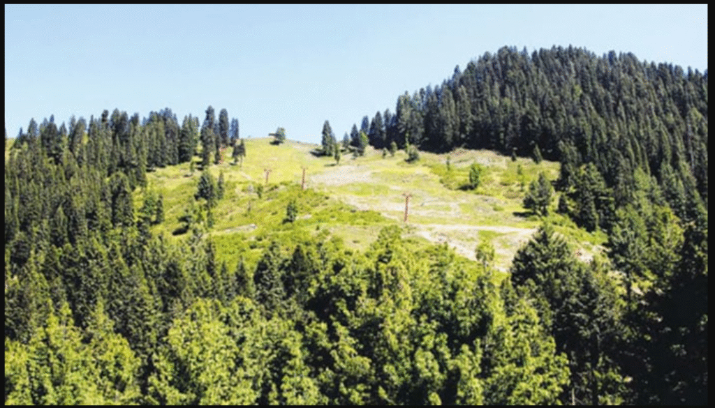 Pakistan at Critical Environmental Tipping Point as Forest Cover Shrinks by 18% Pakistan deforestation crisis