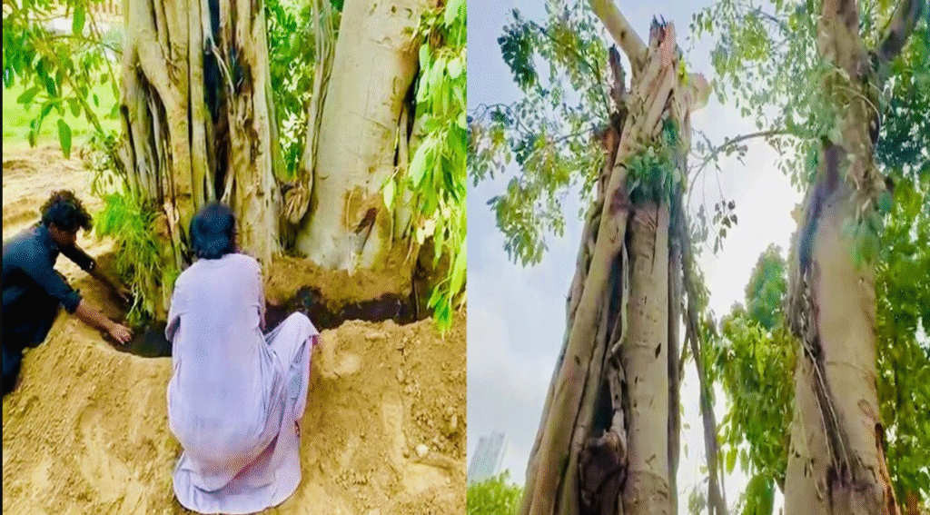 Karachi’s 150-Year-Old Banyan Tree Revived After Collapse Karachi 150-year-old banyan tree revival