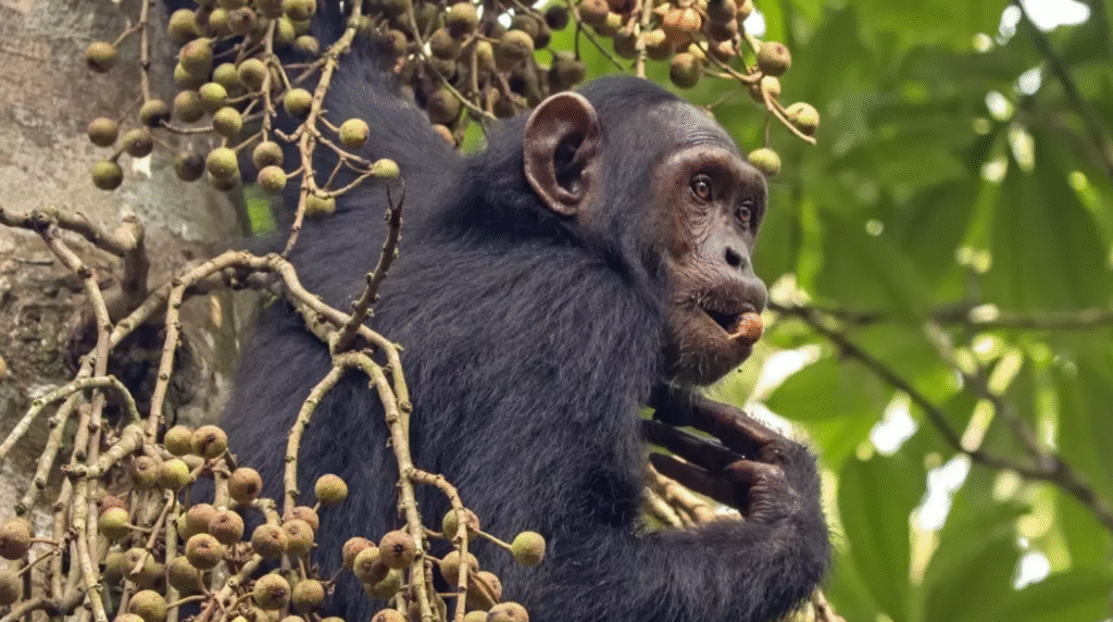 chimpanzees consume alcohol daily
