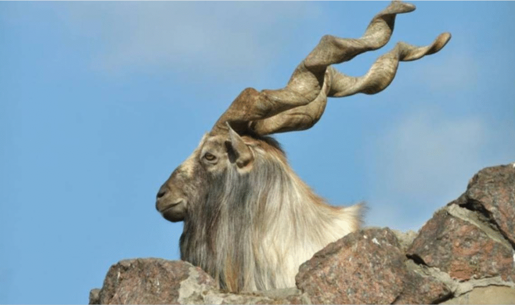 Markhor hunting permit Gilgit-Baltistan